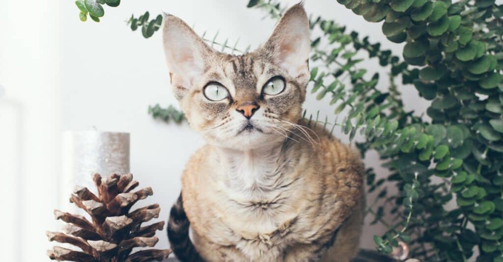 Devon Rex seduto vicino a pigne e piante