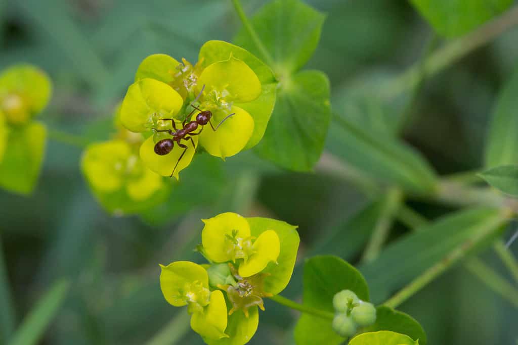 Formica rossa, Formica pallidefulva