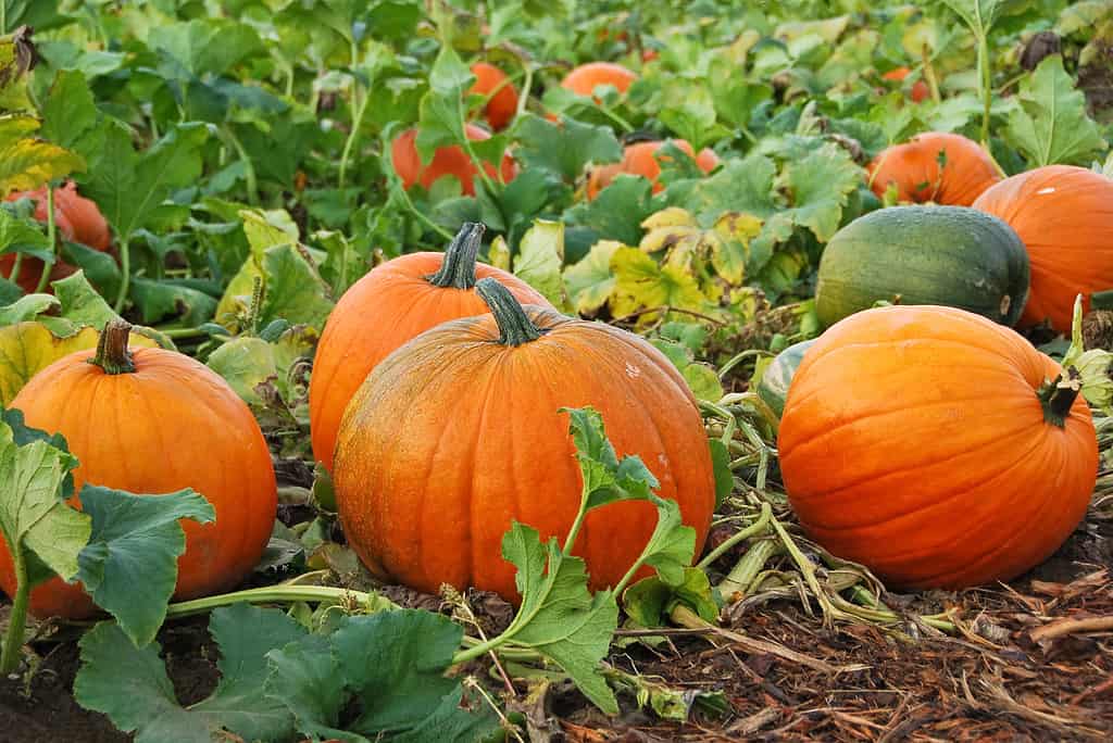 zucche che crescono in campo.  Quattro grandi zucche arancioni rotonde sono visibili in crescita in un campo di zucche.  Altre zucche sono visibili nel groviglio di viti di zucca verdi.  La zucca libera è visibile nel riquadro a destra. 