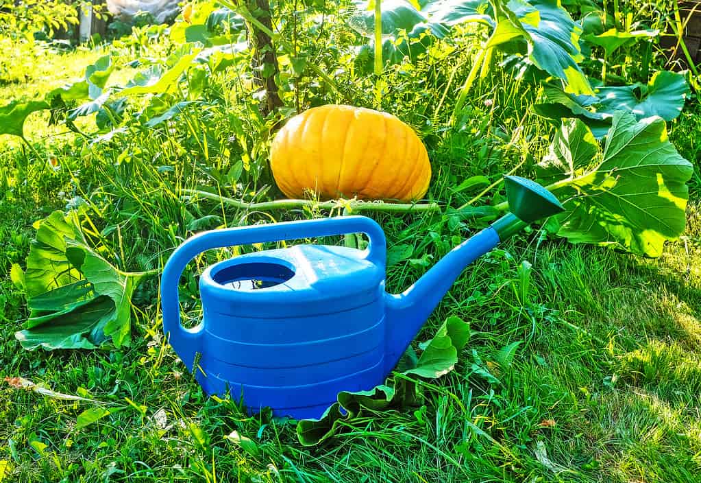 verdure da piantare a maggio