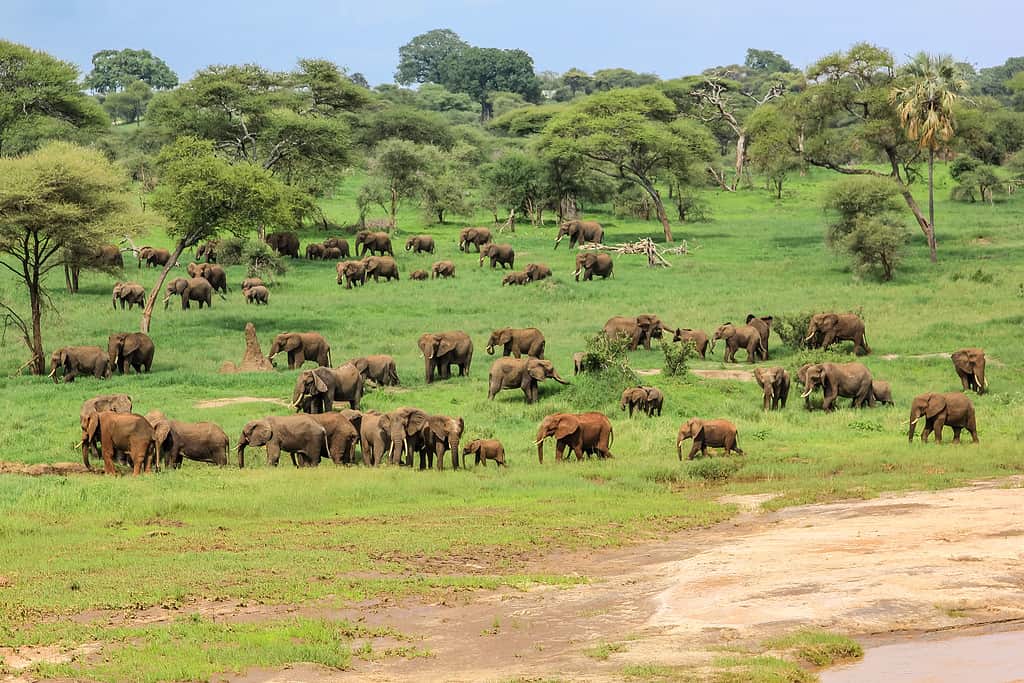 Il Parco Nazionale del Tarangire si trova a breve distanza in auto da Singida