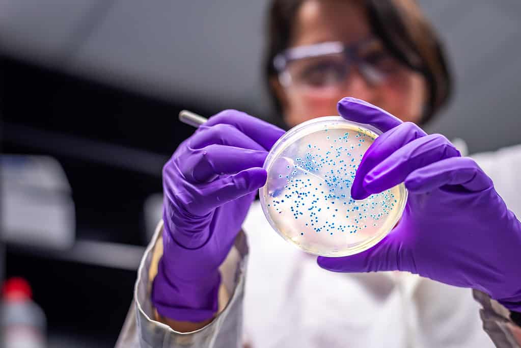 E. coli batteri