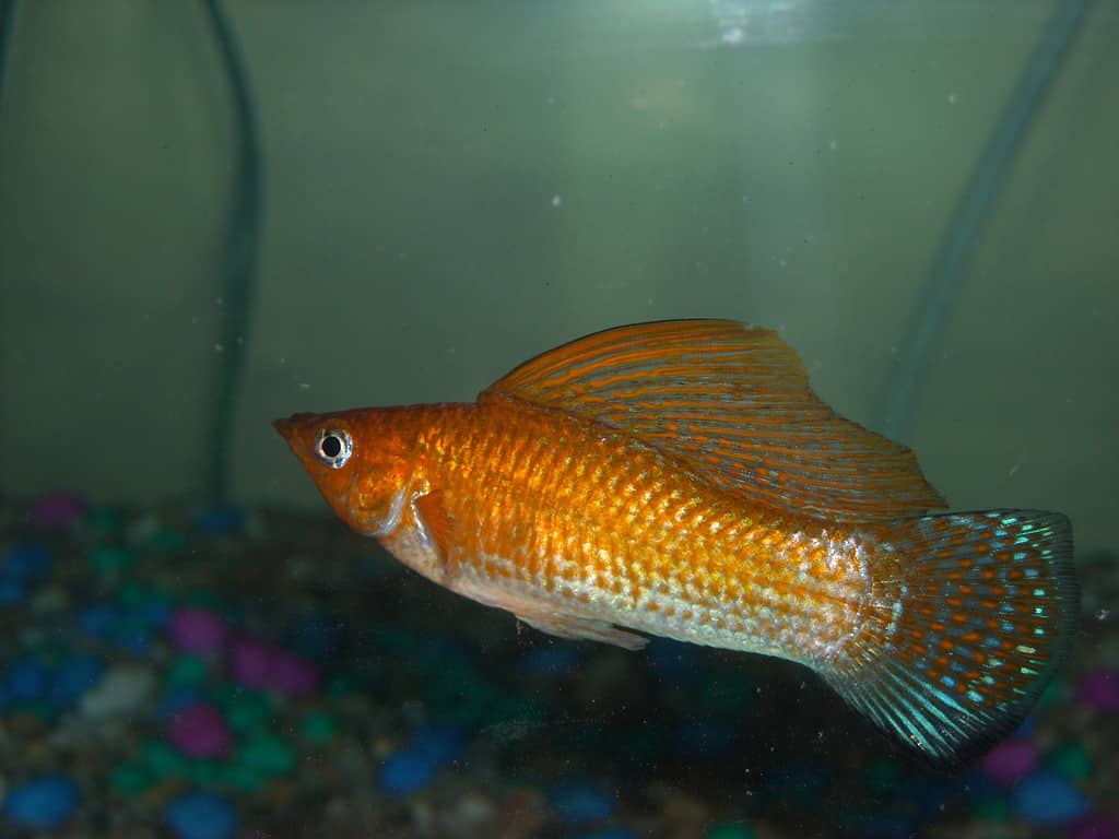 Molly dello Yucatan