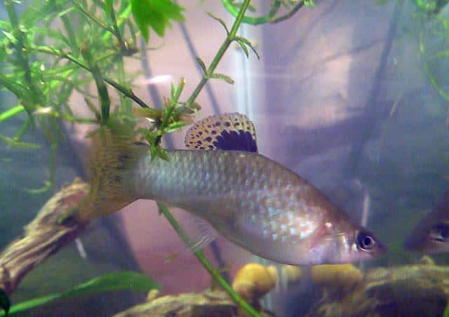 Poecilia gilli