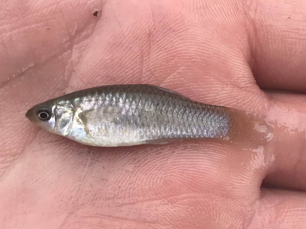 Amazon Molly