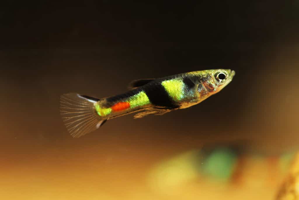 Guppy selvatico maschio (Poecilia wingei) di El Tigre in Venezuela