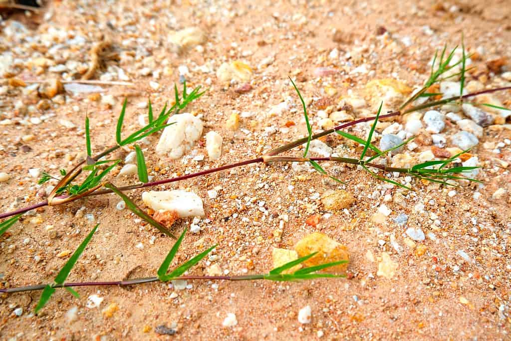Tre corridori di bermudagrass su terriccio sabbioso.  I corridori sono di un rosso intenso/marrone su cui stanno iniziando a crescere minuscole giovani foglie verdi di erba