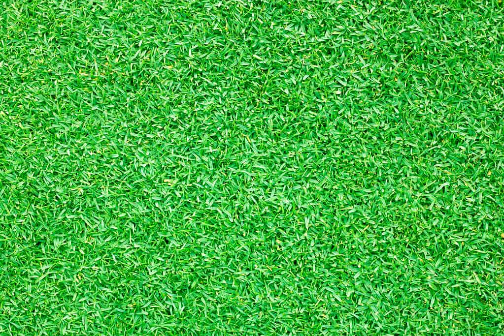 Arcaro di bermudagrass tosato chiuso.