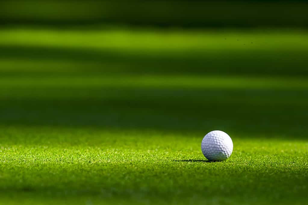 Pallina da golf sul green.
