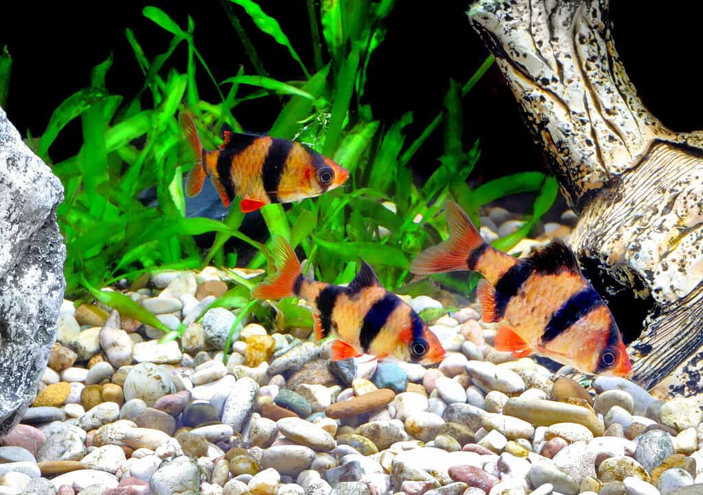Branco di pesci d'acquario-Barbus-barbo a cinque bande.  (Barbus Pentazona)