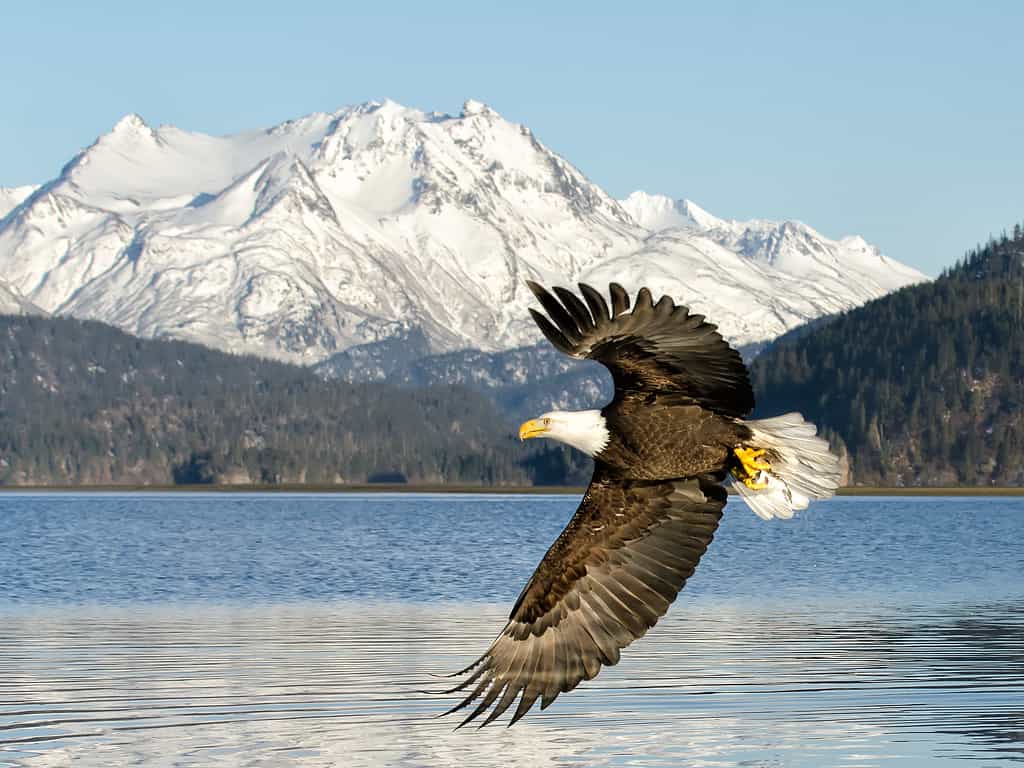 Un'aquila calva che vola sullo sfondo di uno dei Grewingk del ghiacciaio dell'Alaska.