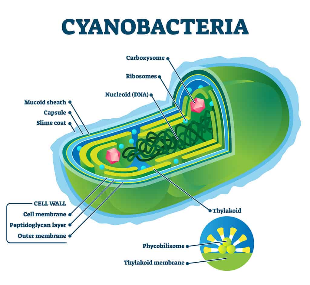 Illustrazione dei cianobatteri