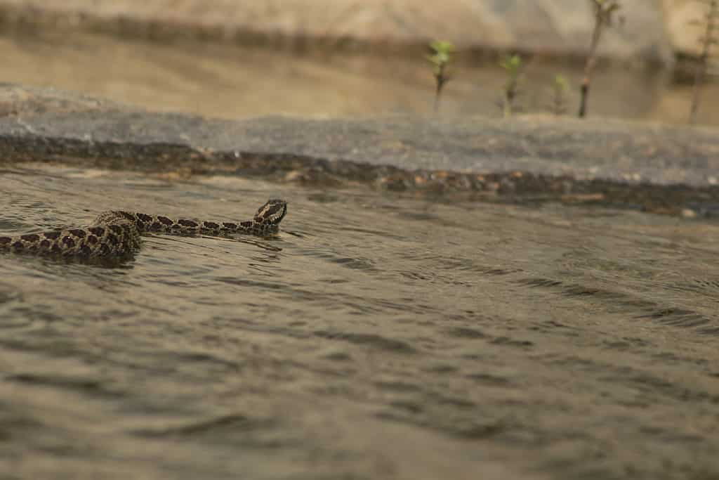 Serpente a sonagli Massasauga orientale (Sistrurus catenatus catenatus) 