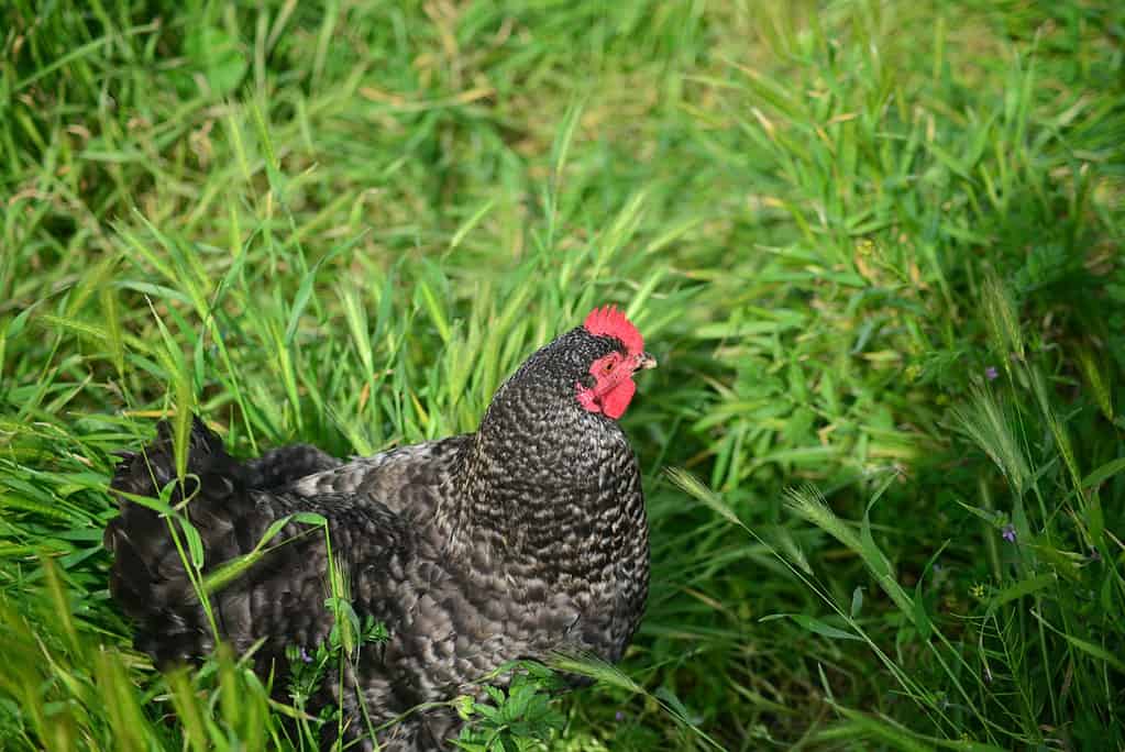 Pollo Cuckoo Marans che fa capolino dall'erba alta
