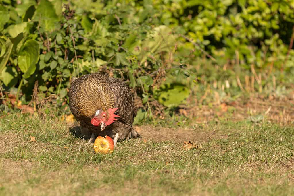 Il cuculo Marans mangia una mela inaspettata