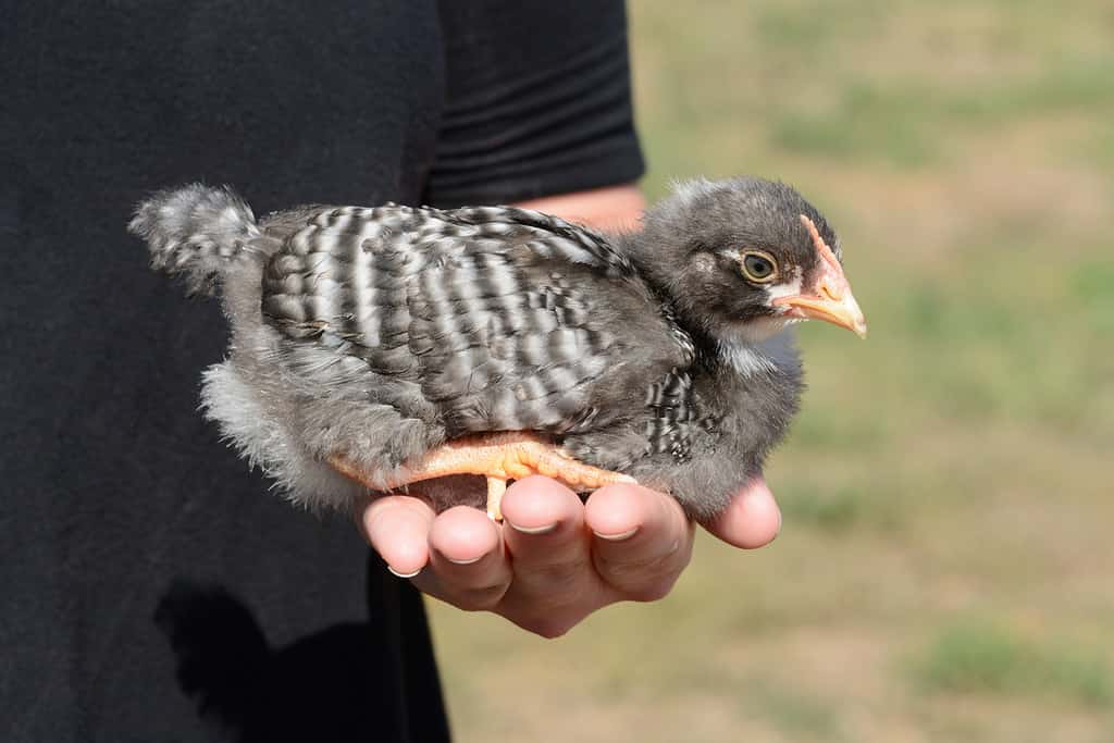 Pollo di roccia giovane / bambino barrato