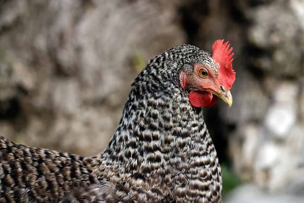 Primo piano del pollo di roccia escluso