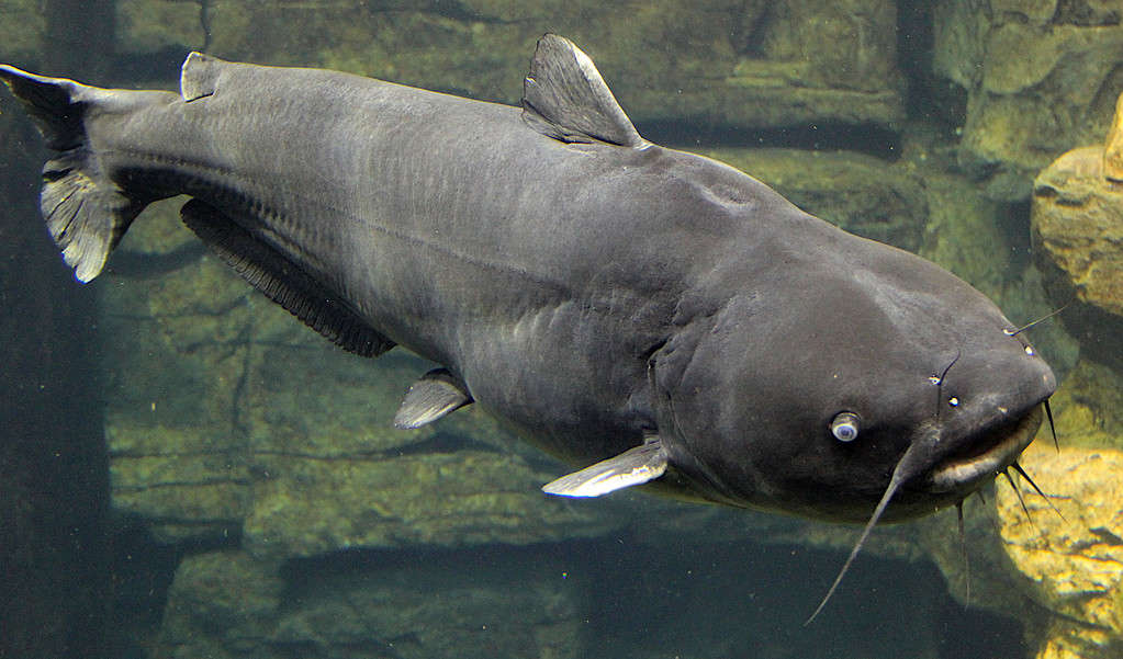 Pesce gatto blu nell'acquario del Tennessee