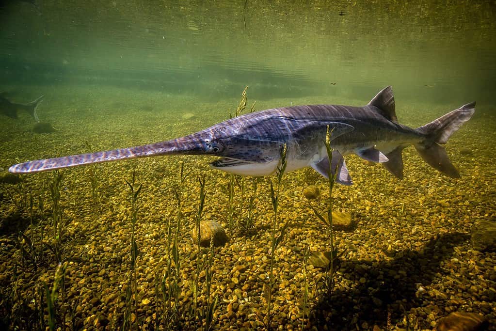 Pesce spatola americano