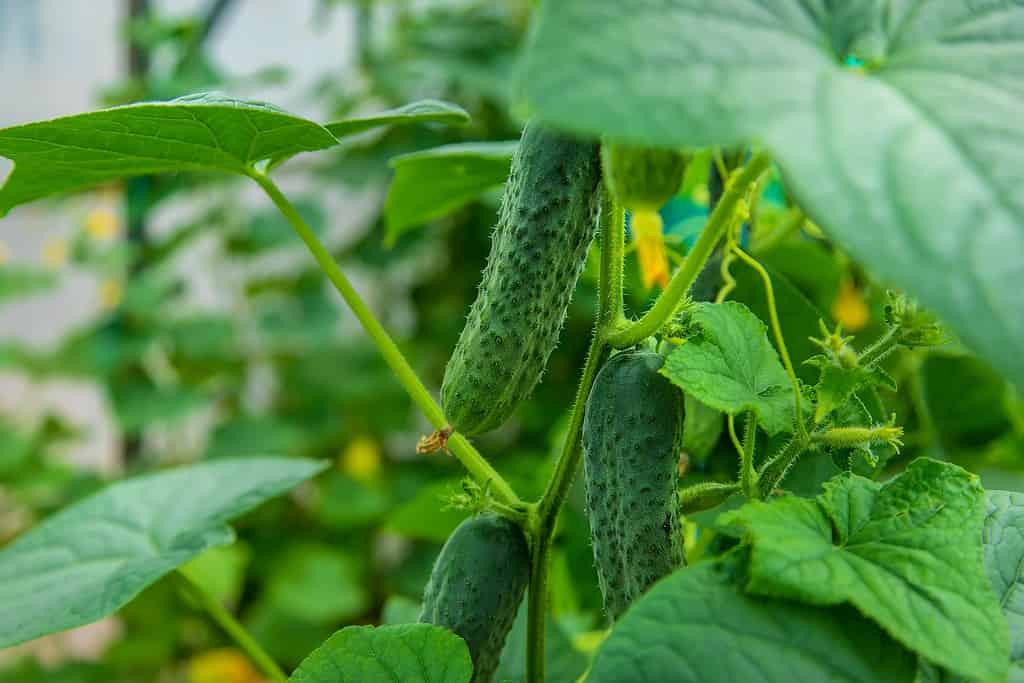 verdure da piantare a maggio