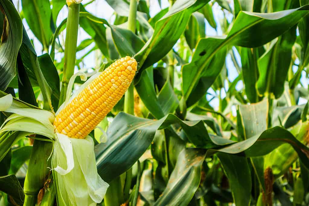 verdure da piantare a maggio