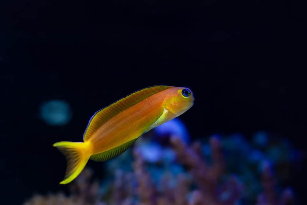 Midas blenny in fuga nuota nel flusso, colorazione arancione naturale specie di pesci resistenti con tentacoli richiedono cure da acquariofilo nell'acquario marino di barriera, animale domestico popolare in condizioni di scarsa illuminazione a LED, sfondo sfocato scuro