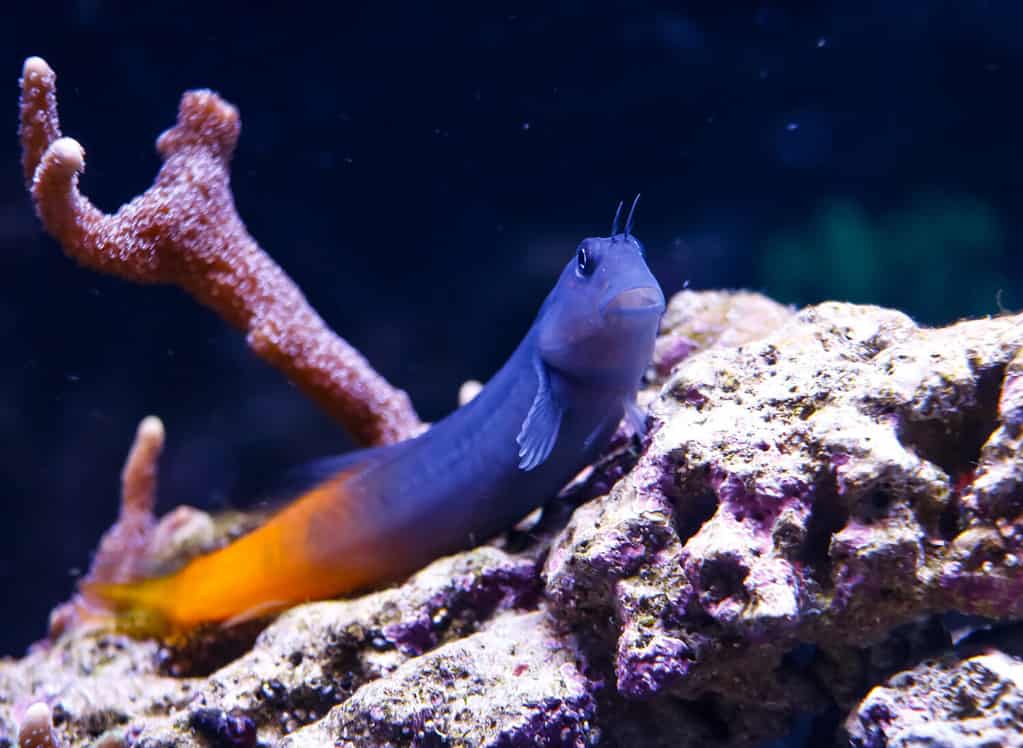 Ecsenius bicolor osserva attentamente dalla roccia.
