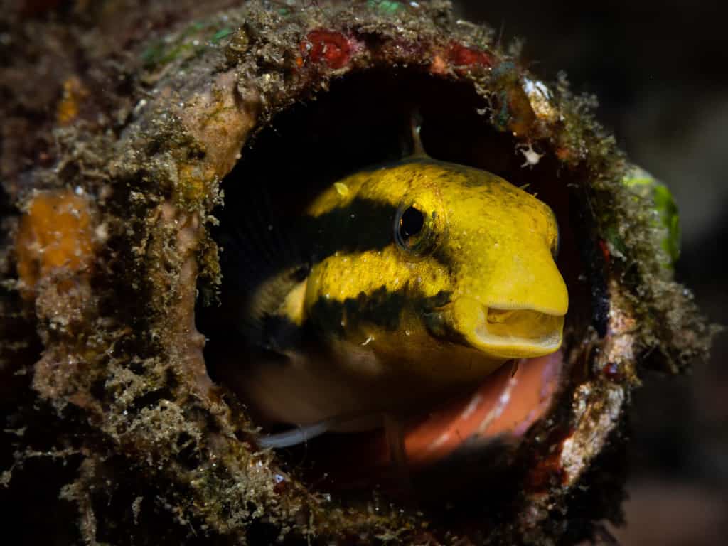 Bavosa zanna a strisce, isola di Lembeh, Indonesia