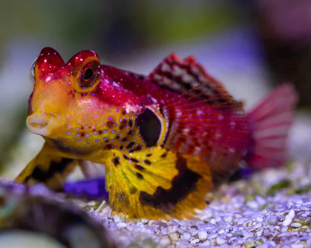 Dragonetto rosso rubino - Synchiropus sycorax