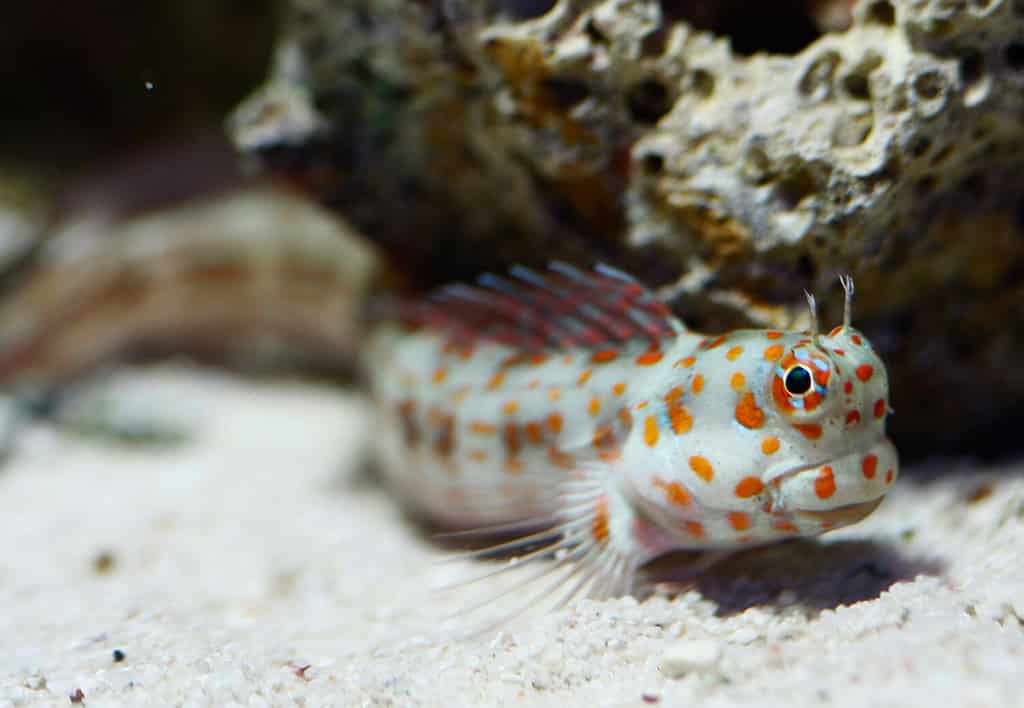 Bavosa a macchie rosse o bavosa a macchie arancioni (Blenniella chrysospilos