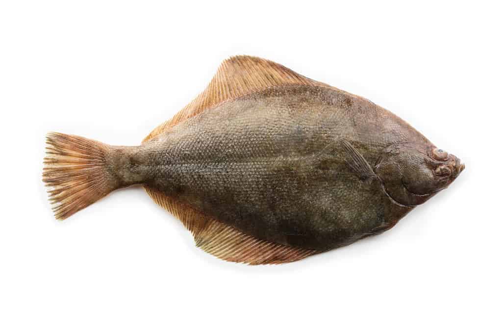 Bel pesce piatto o passere (Pleuronectidae) noto anche come passera di mare, dab, sogliola o trematodi, isolato su bianco.  Lato superiore.