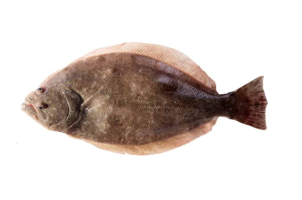 Passera pianuzza meridionale (Paralichthys lethostigma).  Passera con l'occhio sinistro, di lato.  Isolato su sfondo bianco