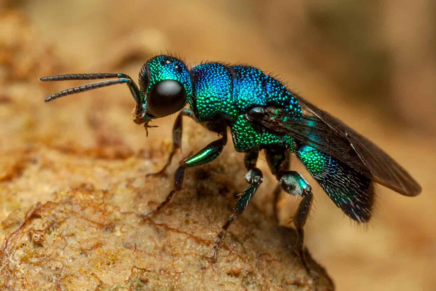 Immagine ravvicinata su una vespa cuculo blu metallizzato con messa a fuoco selettiva.