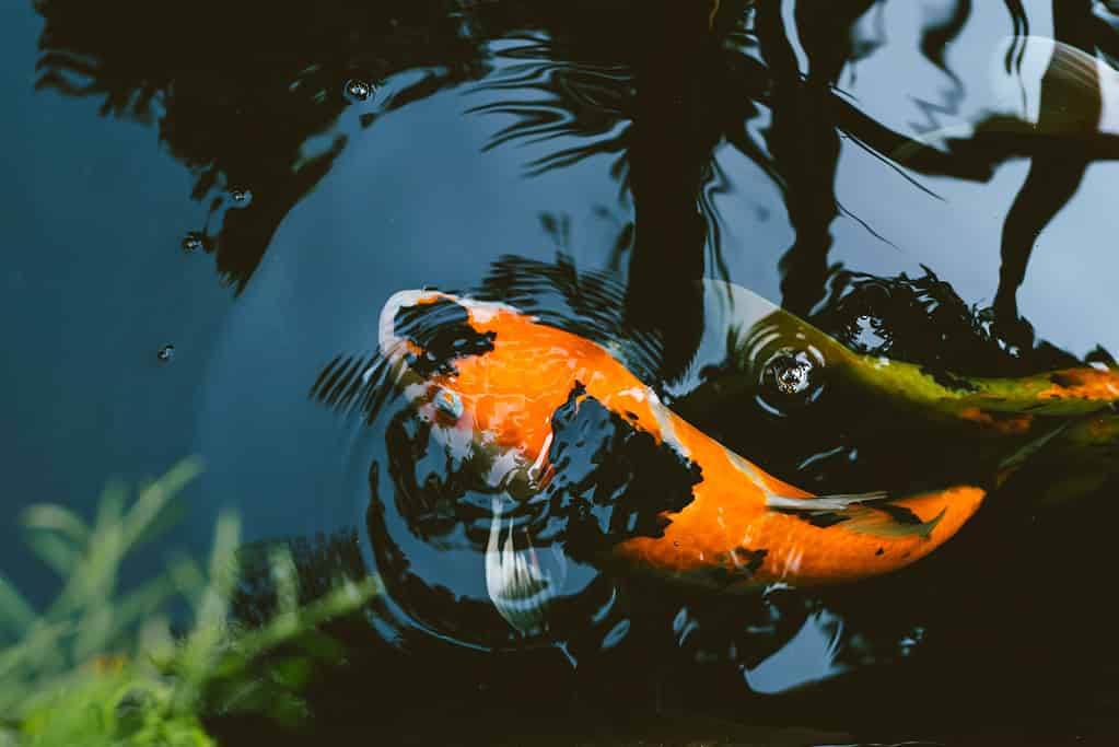 Pesce koi Showa che nuota nello stagno - uno dei pesci koi più costosi