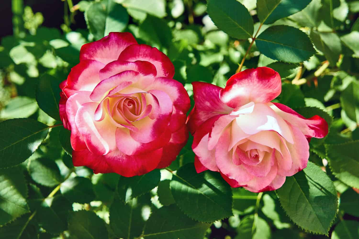Rosa Doppia Delizia