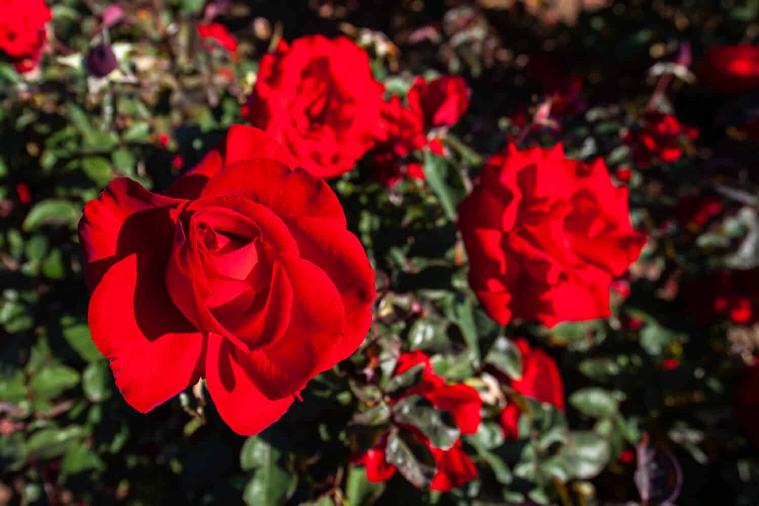 Oh mio!  fiore rosa nel campo.  Nome scientifico: Rosa 'Oh My!'Fiore fiore Colore: rosso scuro,