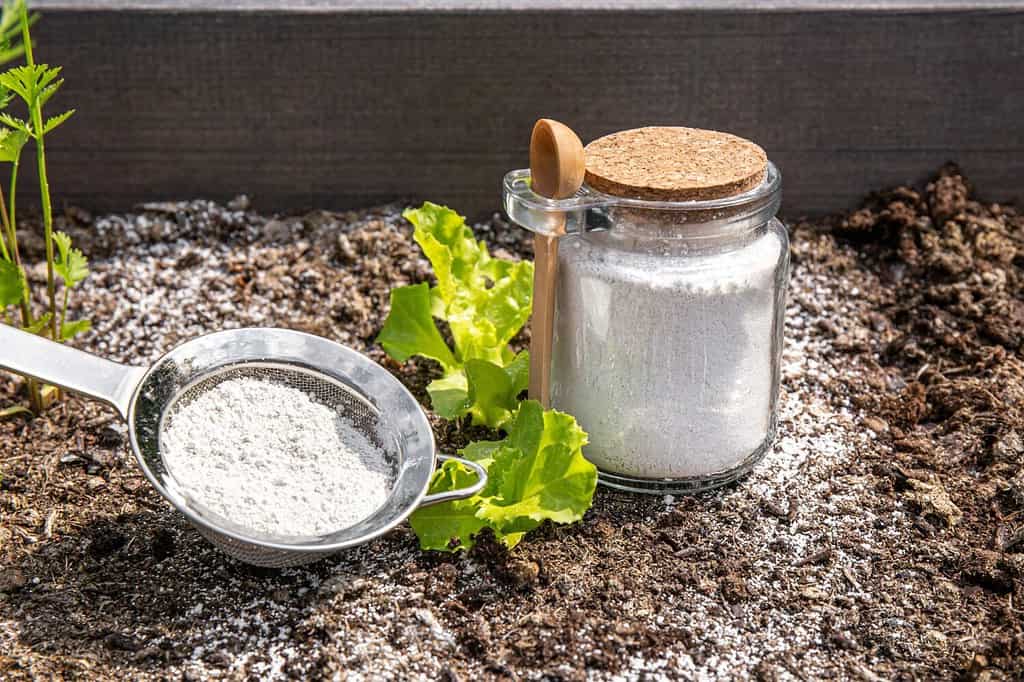 Terra di diatomee (Kieselgur) in polvere in barattolo per repellente per insetti organico non tossico.  Utilizzo di diatomite nel concetto di giardino.