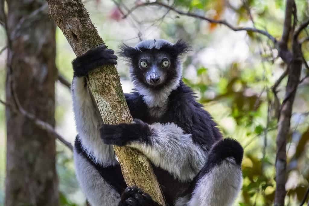Lemure Indri endemico nel suo habitat naturale.  Madagascar