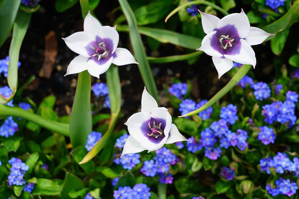 Tulipano basso 'White Blue Eyed'