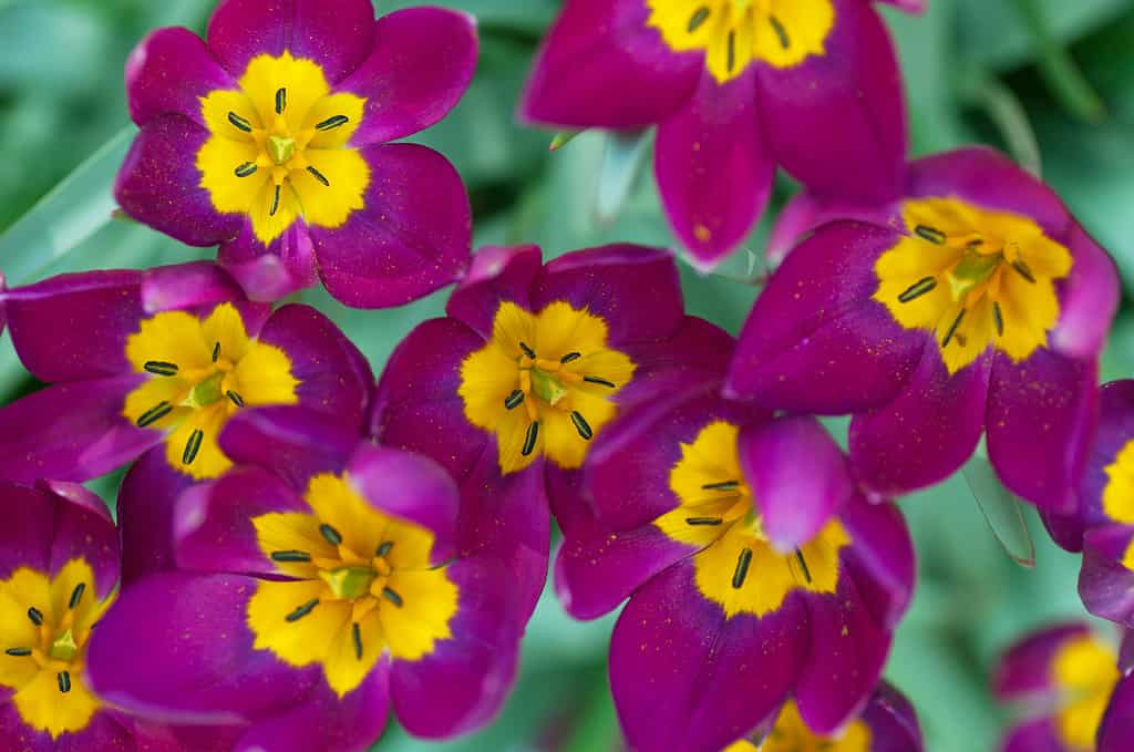 Tulipano Basso 'Odalisque'