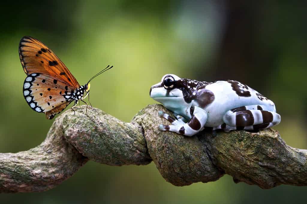 Rana di latte amazzonica sul ramo, due rana di latte amazzonica, raganella di panda, raganella di primo piano