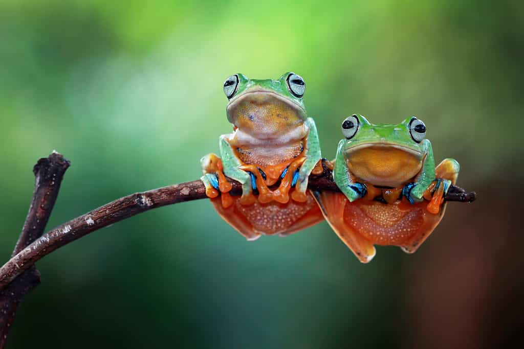 Raganella sul ramo, rana volante (Rhacophorus reinwardtii) seduta sul ramo, raganella di Iavan sulla foglia verde, raganella indonesiana,
