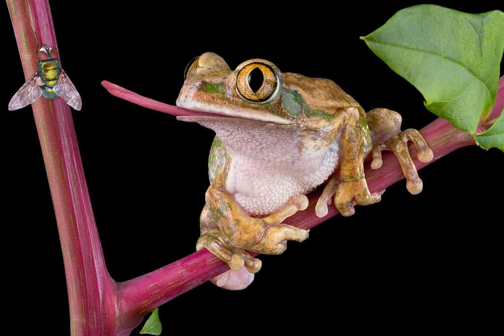 Una raganella dagli occhi grandi sta cercando di catturare una mosca con la lingua.