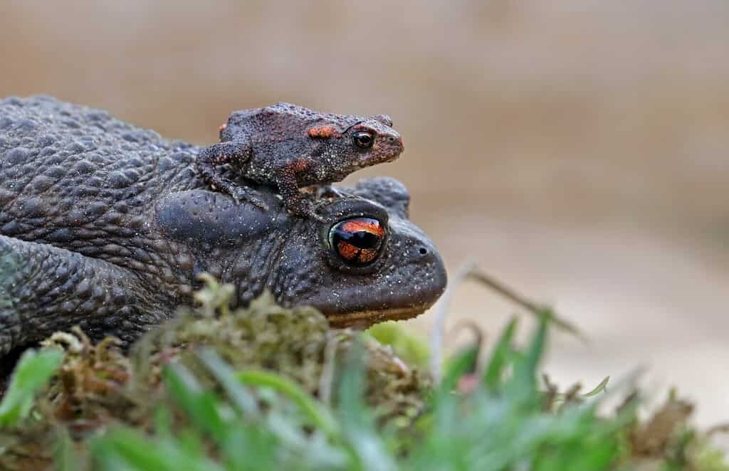 Macro di un rospo comune o rospo europeo (Bufo bufo) che porta la sua prole sulla schiena.  Rospo e bambino carino con sfondo verde foresta.  Piccola rana in piedi sulla testa del suo genitore.  Lugo, Spagna