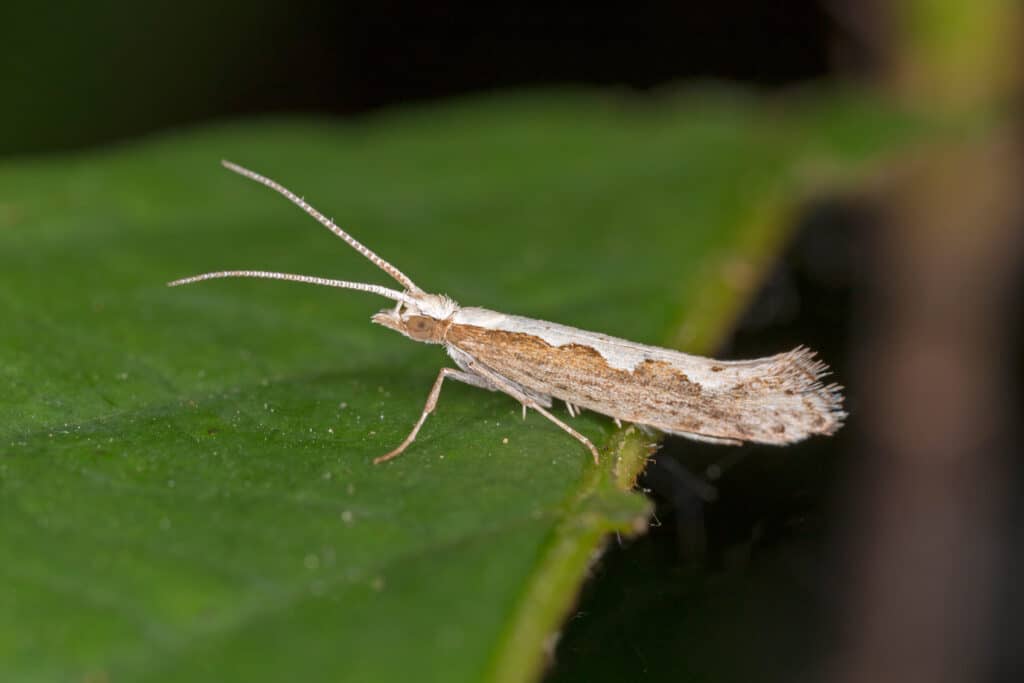 Falena Diamondback in appoggio su una foglia