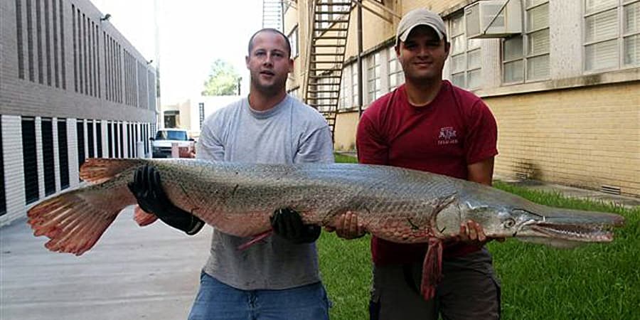 I lucci alligatore raggiungono dimensioni enormi, come si è visto con questo pesce catturato in Texas nel 2004.