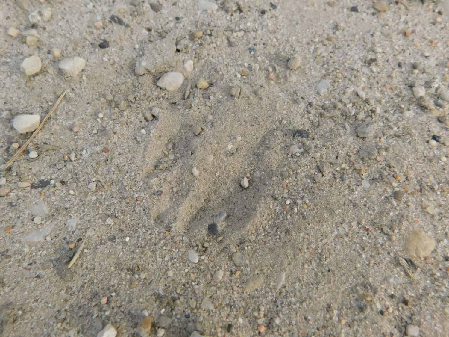 Tracce di un membro della famiglia delle donnole (Nebraska 2019)