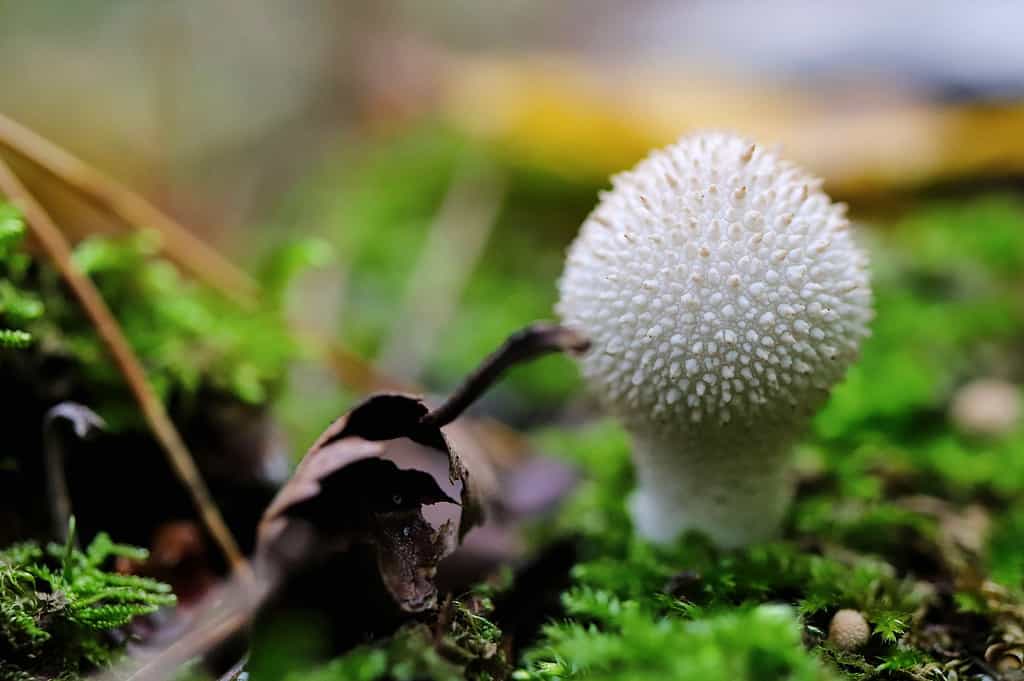 Animale selvatico, Bellezza, Biologia, Close-up, Immagine a colori