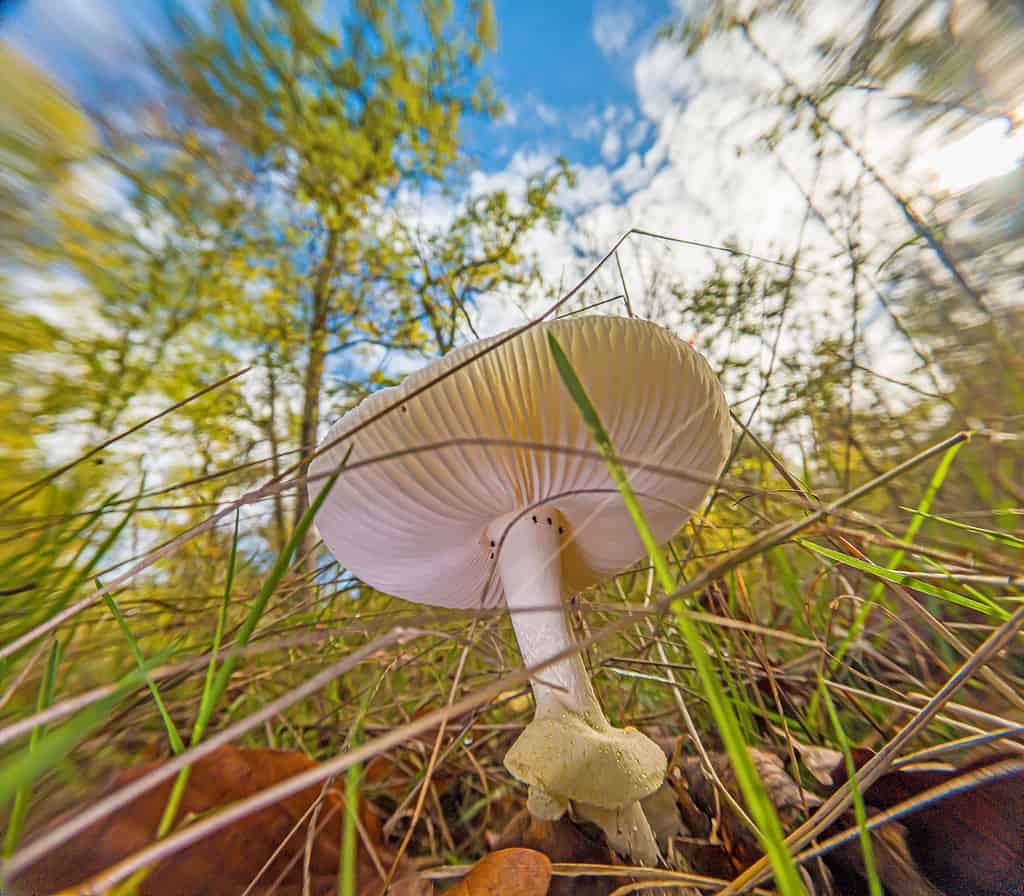 Amanita phalloides, fauna animale, autunno, boletus, marrone