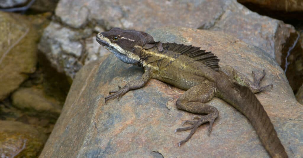 Basilisco marrone, Basiliscus vittatus, seduto su una roccia.